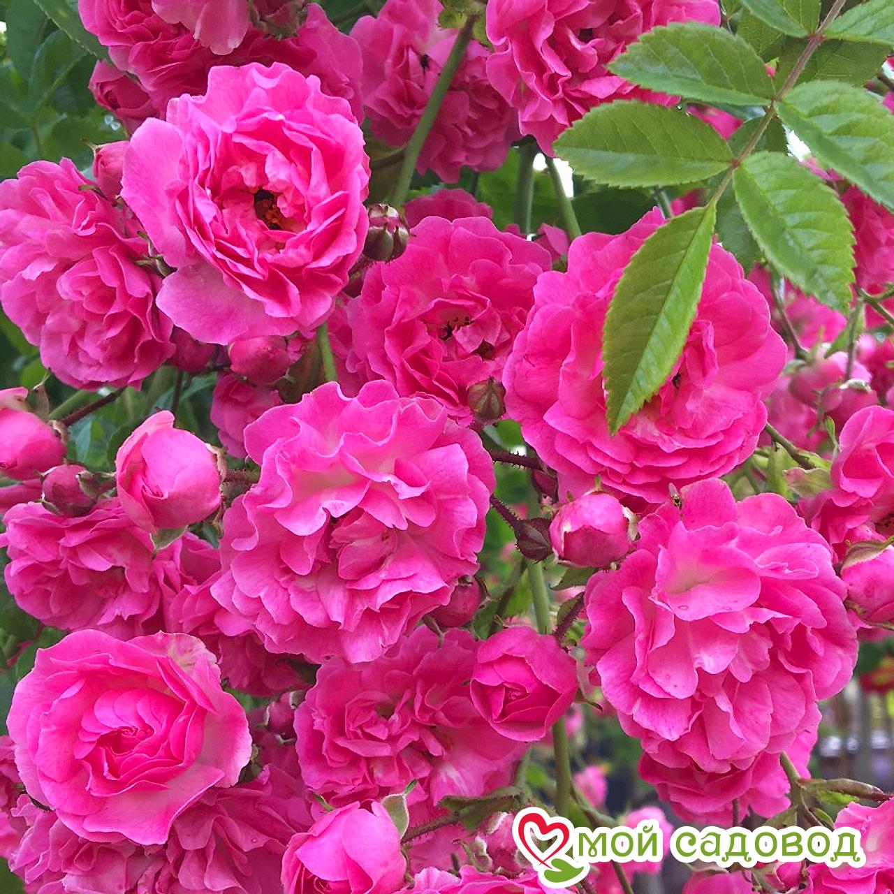 Роза Дороти Перкинс