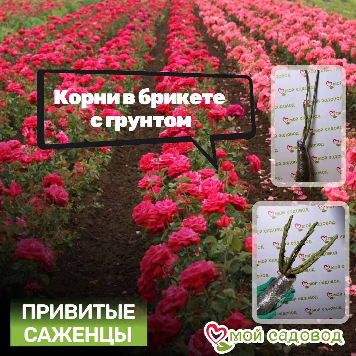 Роза чайно-гибридная Топаз