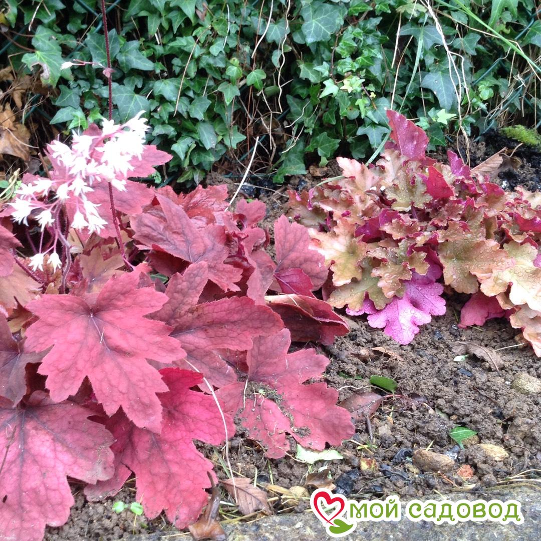 Гейхера Гэлакси