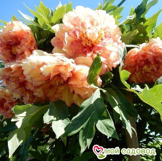 ПИОН ДРЕВОВИДНЫЙ КИНКО