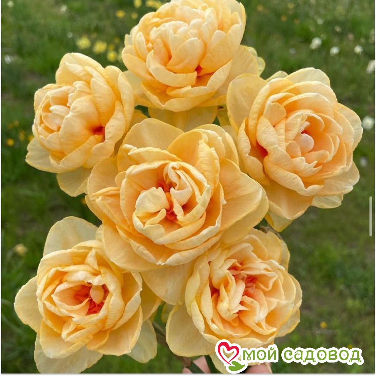 Нарцисс Таити махровый